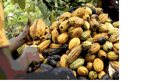 GH¢3.39bn raise tests COCOBOD’s domestic funding model