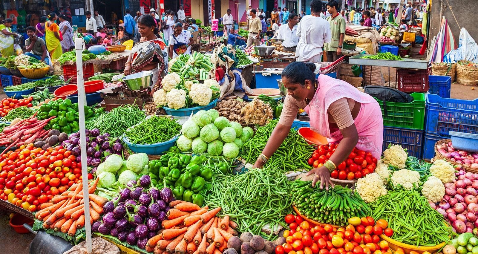 Agrifood systems can drive employment expansion across Africa: New Report