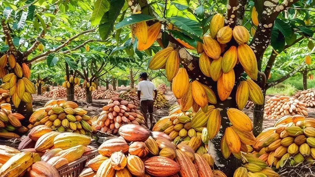 CocoBod steps up farmer payments for cocoa recovery 