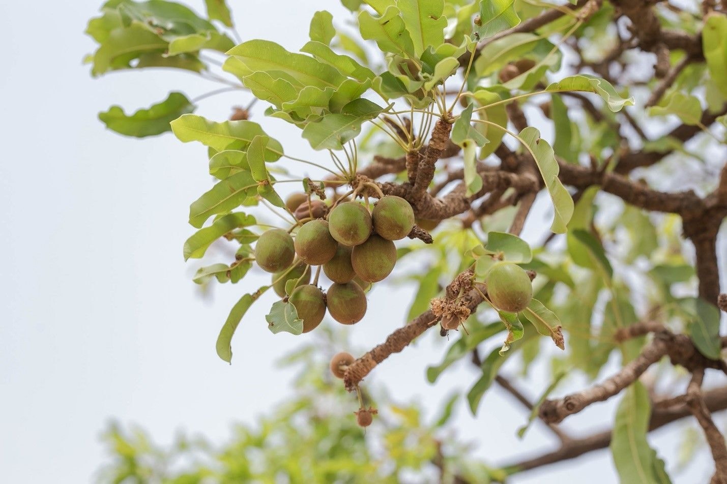 Upfield Shea Sustainability Initiative to grow 6,000 trees by 2023