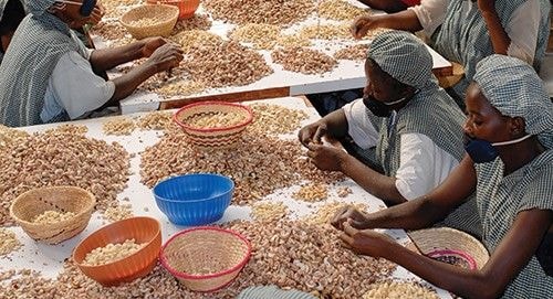 Tree Crops Authority to ‘protect’ cashew processing factories