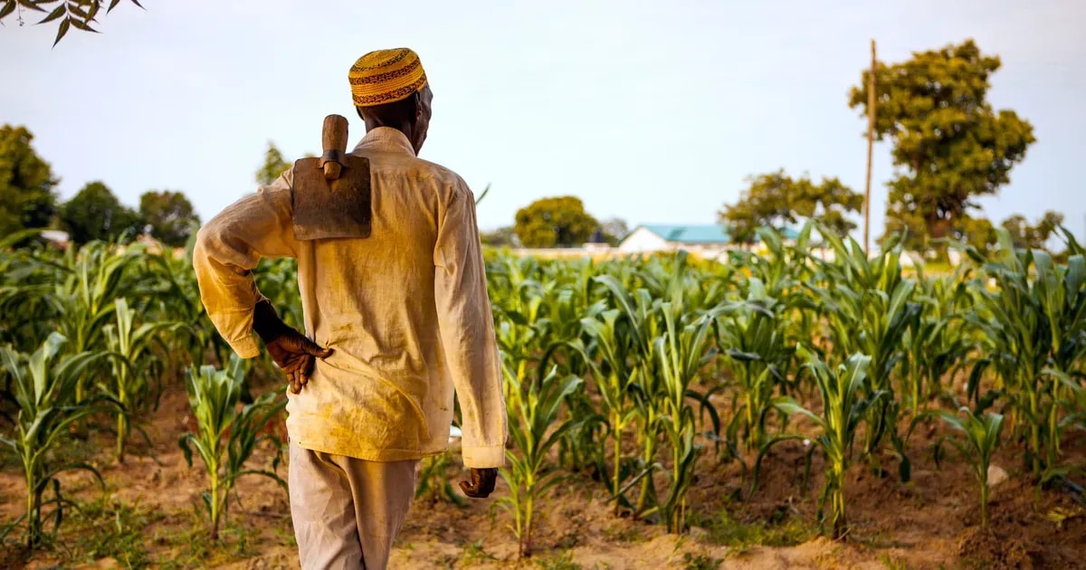 Only 30% of farmers use improved seeds