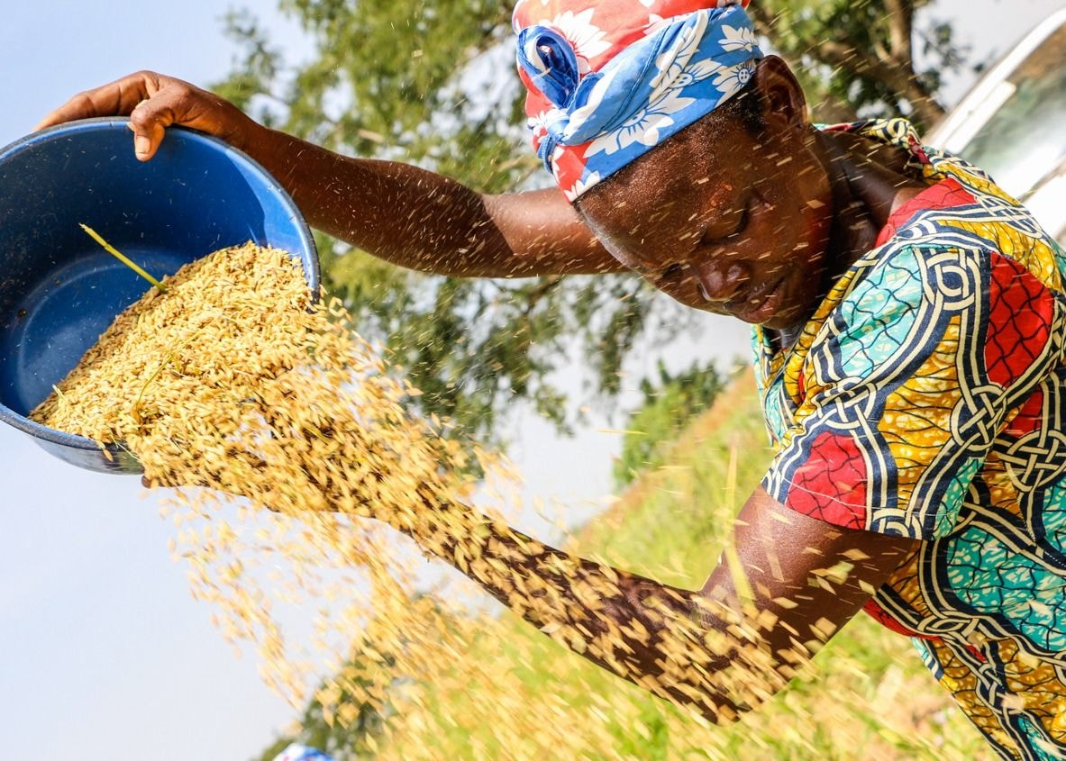 K-Ricebelt project boosts domestic food security