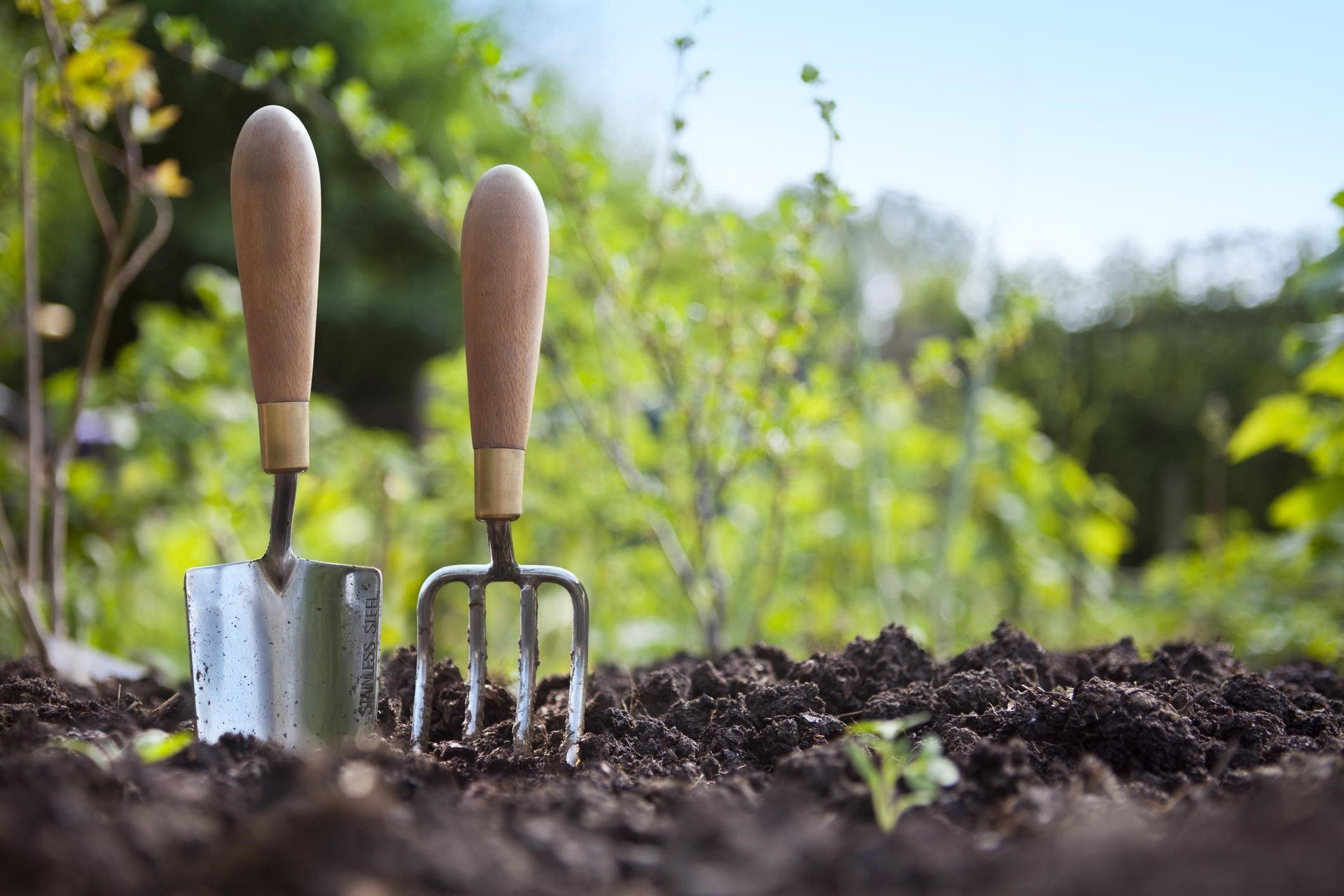 Driving nutrition and food security with backyard gardens