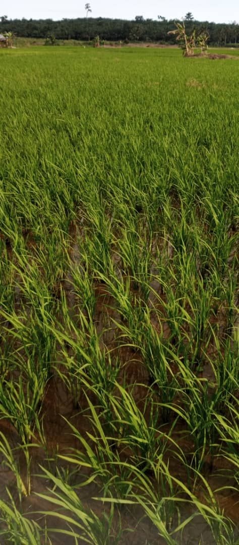 Rice farmers appeal to matrons to use local rice in feeding students