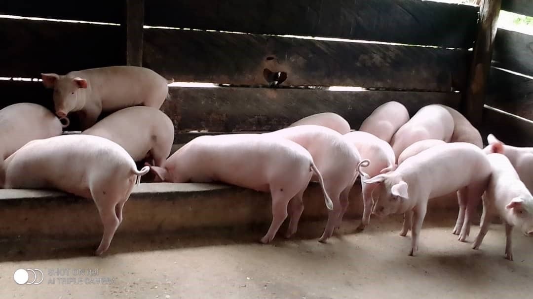250 piggeries in A/R shut down over increasing cost of production