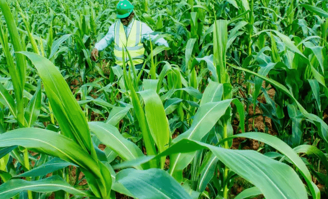 Mitigating strategies for global fertiliser and food crisis