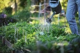 REAL ESTATE MINUTE  With Cyril Nii Ayitey Tetteh :Time to turn that backyard into a home garden