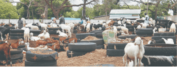 Project boosts vaccine uptake among women livestock holders