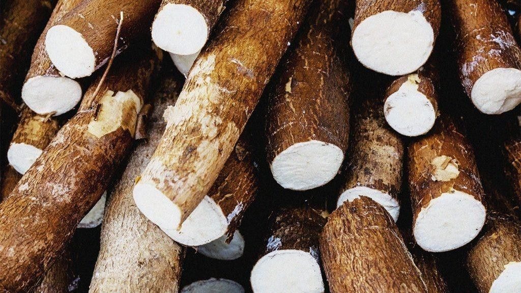 Cassava – the next gold mine