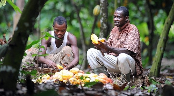 Global cocoa sustainability initiatives at risk of failing unless... – New report