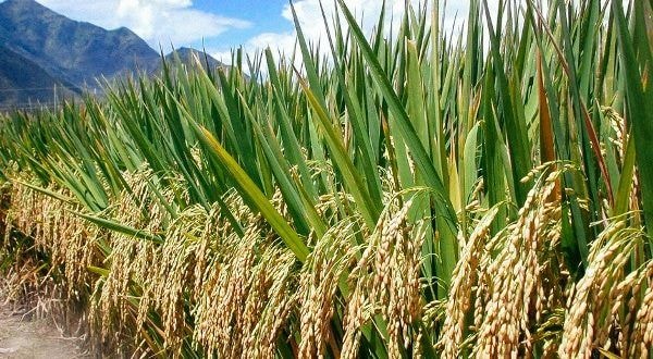JICA supports over 20,000 rice farmers
