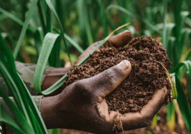 Eco-friendly Biochar is an effective soil-conditioner for ecological sustainability – UDS Scientists