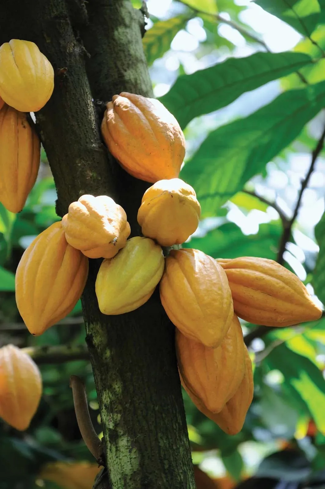 Fludor, ICI partner to tackle child labour in cocoa value-chains