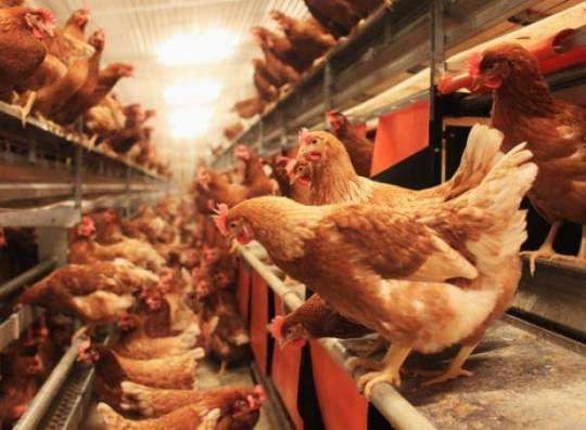 First batch of FSRP-MoFA poultry market ready