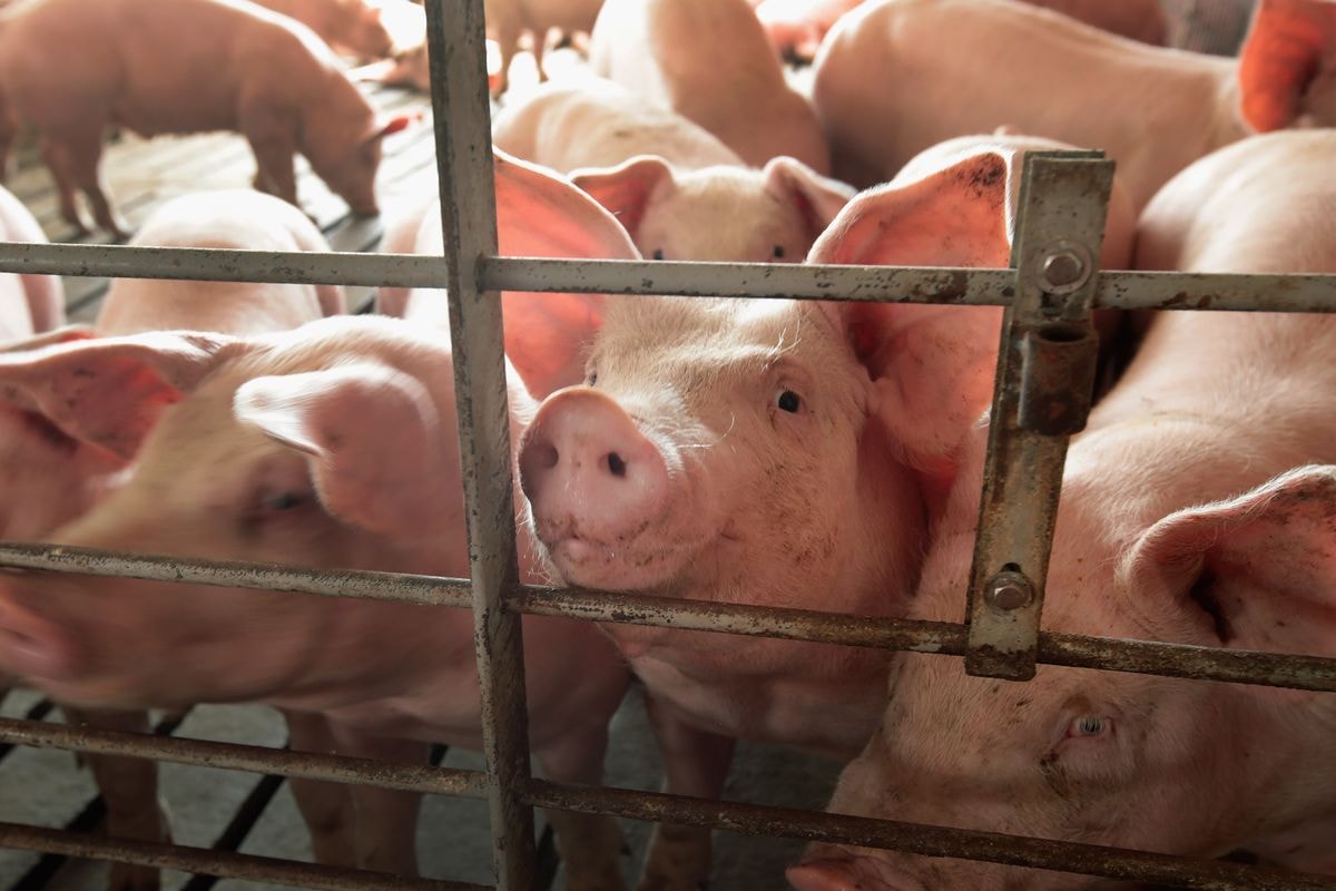 2 CSOs threaten legal action against MoFA over US pork imports