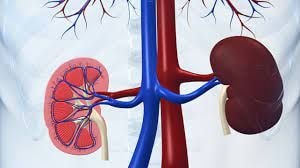 Rising kidney, liver diseases attributed to herbal medicine misuse 