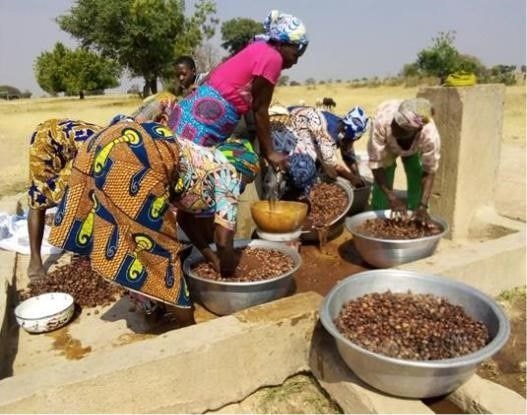 Shea industry on brink of collapse, as harsh conditions ravage trees