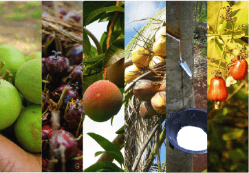 Cashew, coconut and rubber get US$100m financing boost