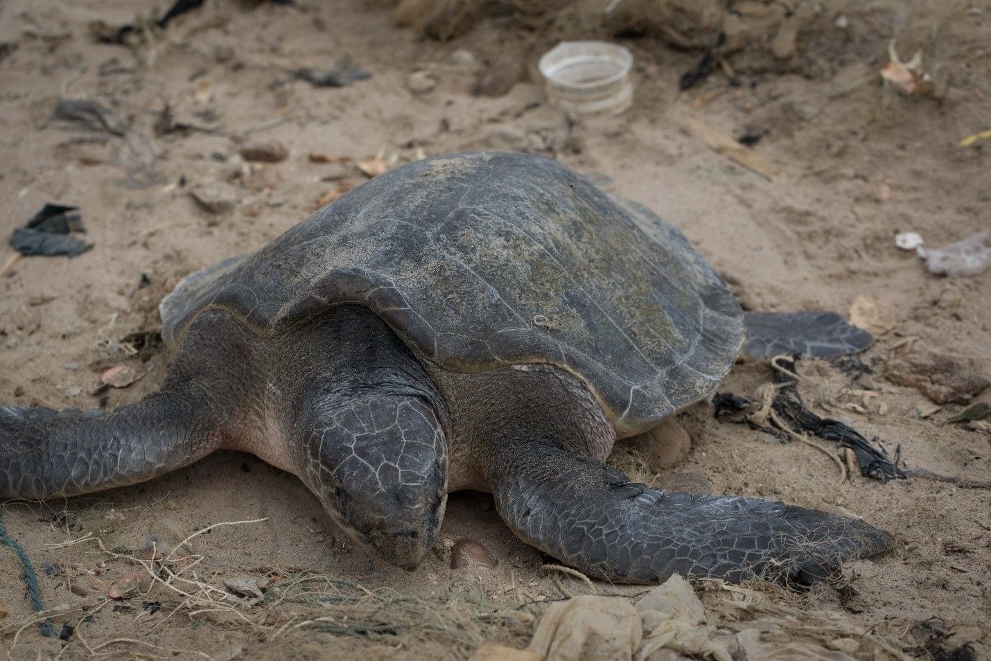 Sea turtle poaching on the rise; as EJF undertake rescue initiatives