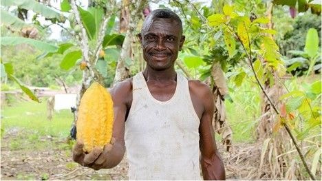 Sustainable cocoa-forest practices yield carbon credits