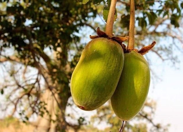 Baobab – supports digestive health, weight loss, blood sugar, and hemorrhoids