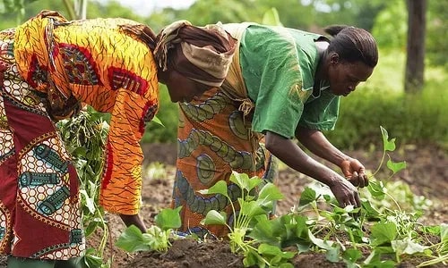 Majority of farmers earn less than GH₵500 per crop season