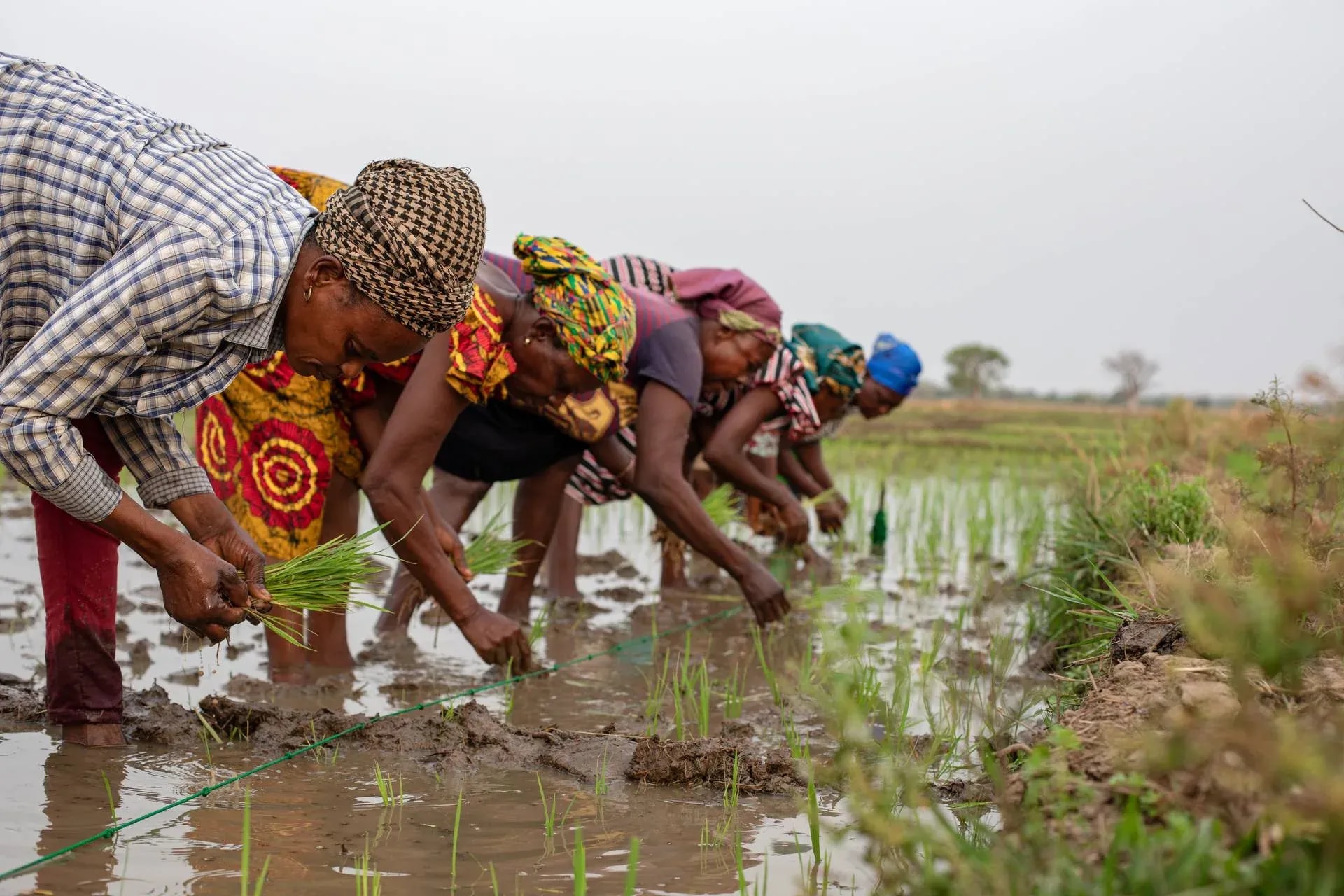 US$200m revenue growth projected for rice, poultry et al as Mastercard, partners collaborate to transform agric