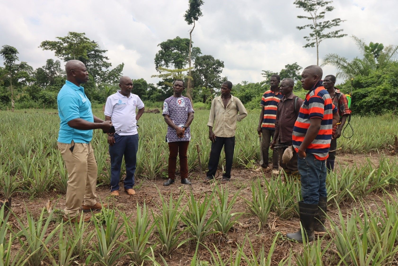 USAID supports pineapple production expansion in Ashanti 