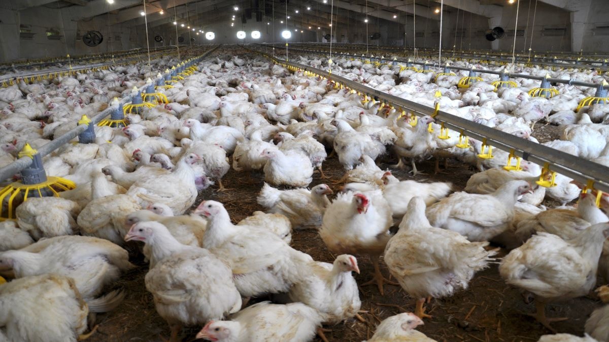 World Bank, ECOWAS fund 2m broiler production; initiative to create 300,000 jobs