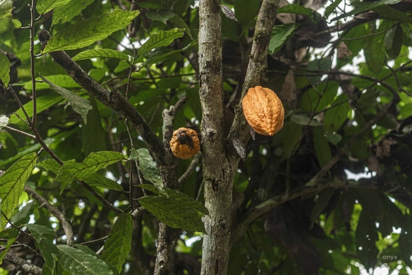 What does West Africa’s lone battle with CSSVD mean for the future of chocolate?