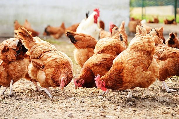 Soy, corn price stability to drive local poultry market