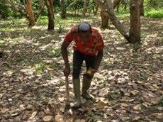 Cashew farmers struggle due to lack of support for value-added processing