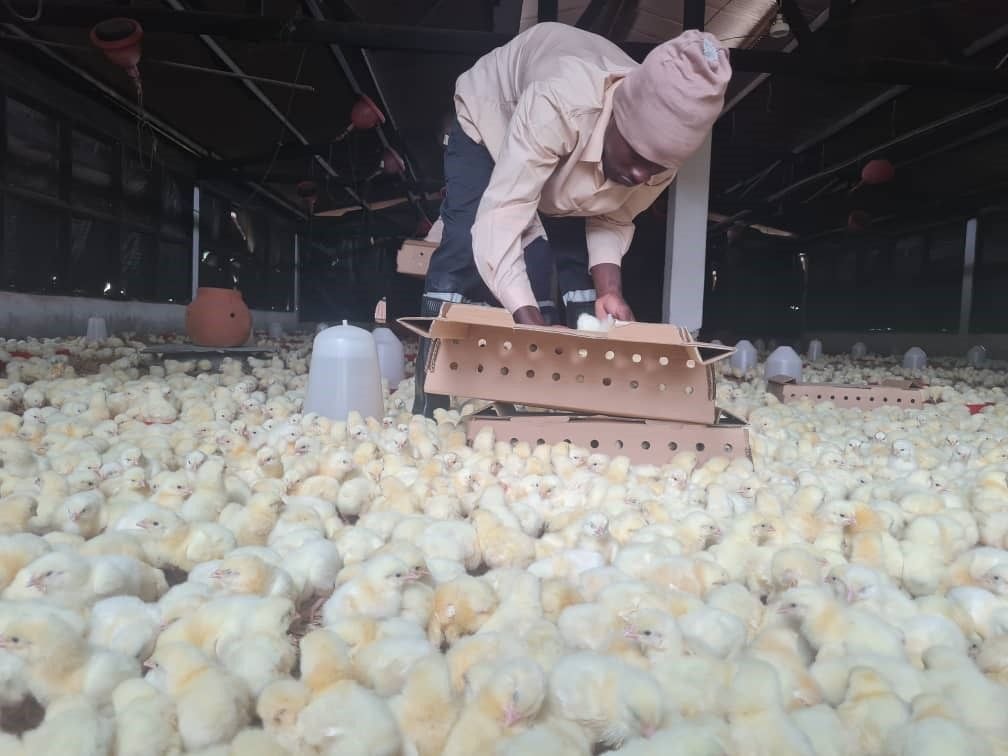 MoFA-FSRP scheme begins to positively disrupt poultry sector