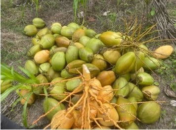 Coconut gold rush: Opportunities, challenges and future of burgeoning industry
