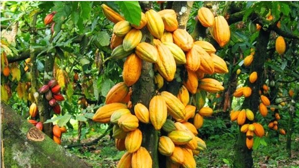 Rehabilitated cocoa farms to boost production by 200,000MT