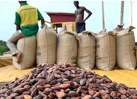 GCCP warns of local cocoa buying companies' potential collapse