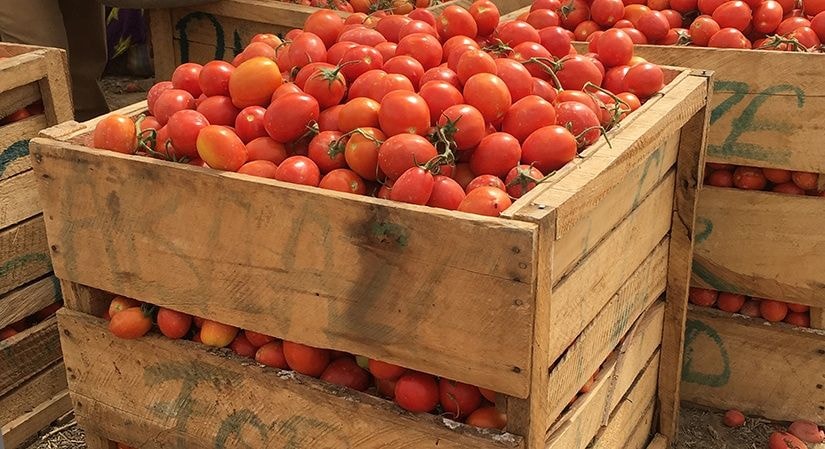 Farmers demand solution to tomato post-harvest losses, as bumper season nears