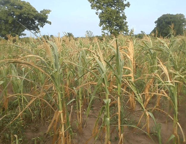 Dry spell affects over 4,000 women farmers in Lambussie District