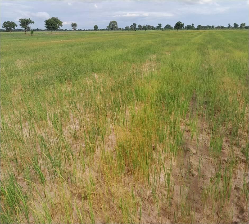 Dry spell affects 60% of farms in Northern Region