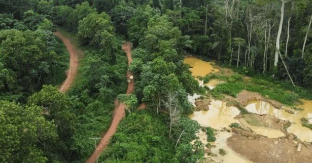 Tackle deforestation and galamsey to gain market access