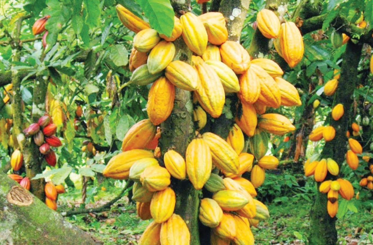 Debt conversion, price cuts and processing mandate mark cocoa sector overhaul   