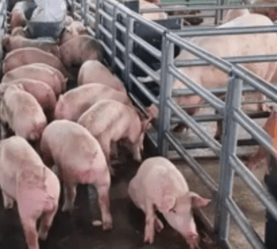 Piggery for Jobs Project to address industry challenges