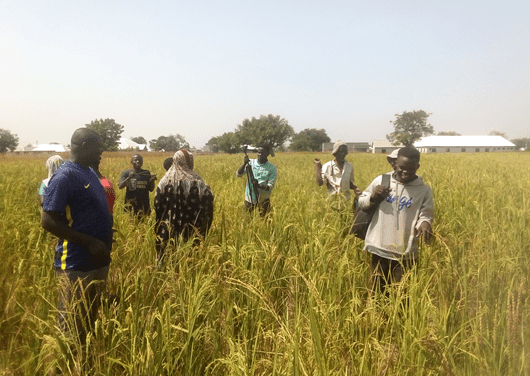 Smallholder farmers at Tamale-North record bumper harvest