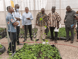 CSIR-SARI sensitises stakeholders on new yam variety