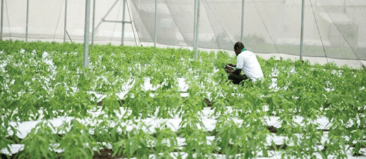 GIRSAL partners private sector on chili export trade