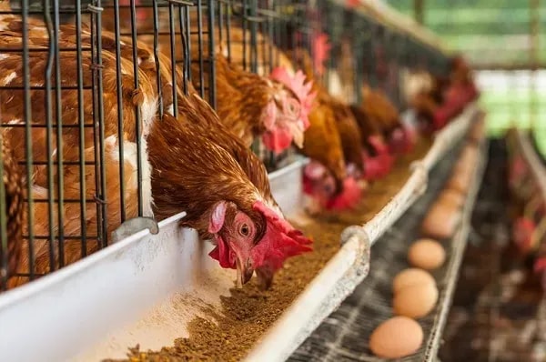Seven livestock breeding stations up for repair                                                                  