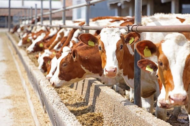 Editorial: Livestock breeding stations rehabilitation soon