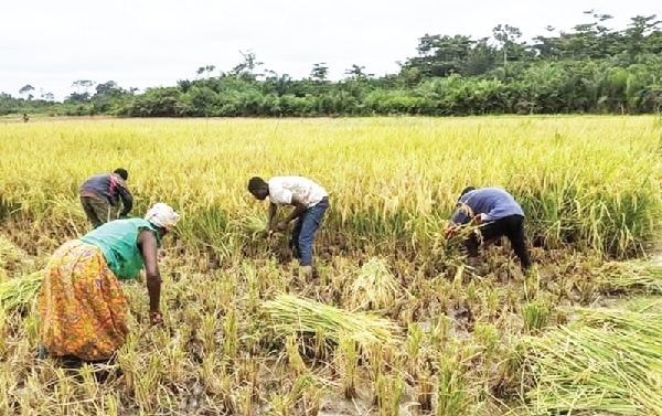 Rice farmers abandon farms over 700,000-tonne unsold rice
