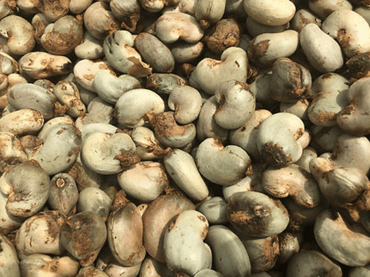 Gov’t sets GH¢12/kg minimum price for raw cashew nuts for 2025/26 season
